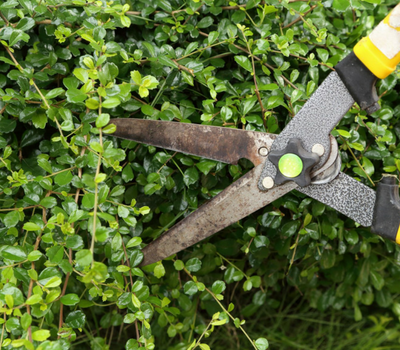 trimming hedges